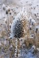 Kreativní fotografie zimního bodláku jako symbol fotografování, které také patří k našim překládaným oborům...